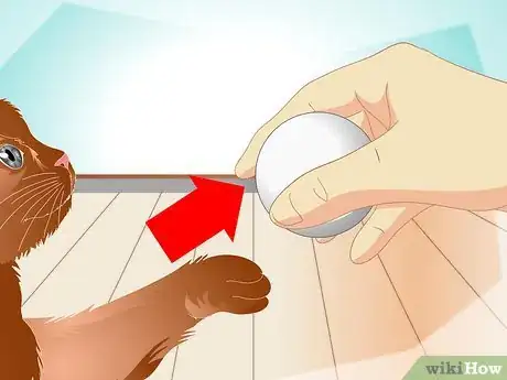 Image titled Teach a Cat to "High Five" Step 17